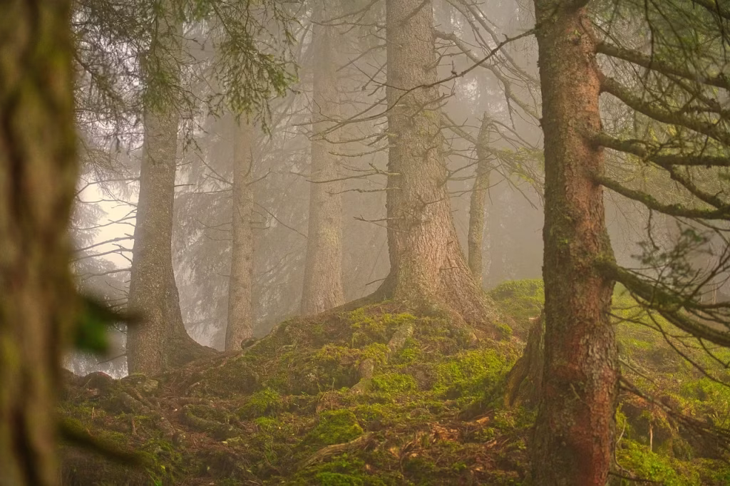 Misty laurel trees in Fanal Forest